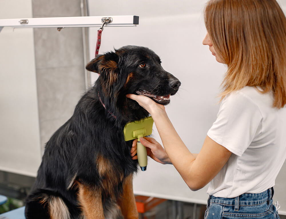 Un chien est assis sur une table de toilettage. Une femme tient dans sa main une brosse qu'elle passe dans le pelage du chien pour le rendre plus propre.