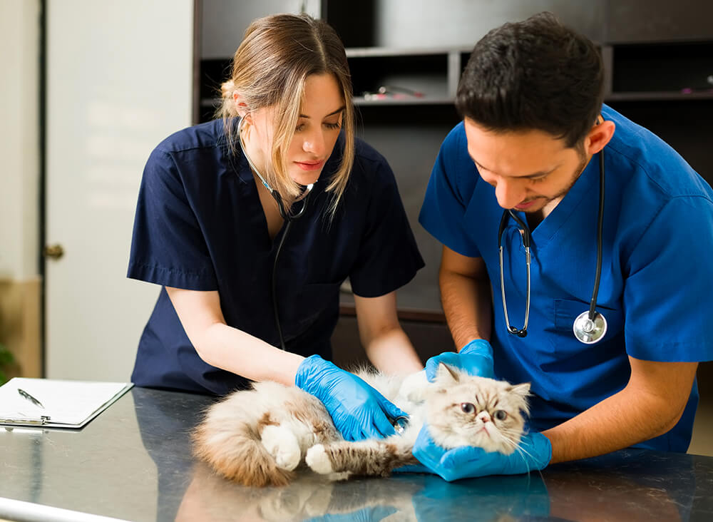 Deux vétérinaires auscultent un chat sur une table. Ils sont tous les deux en blouse bleue et portent des gants.