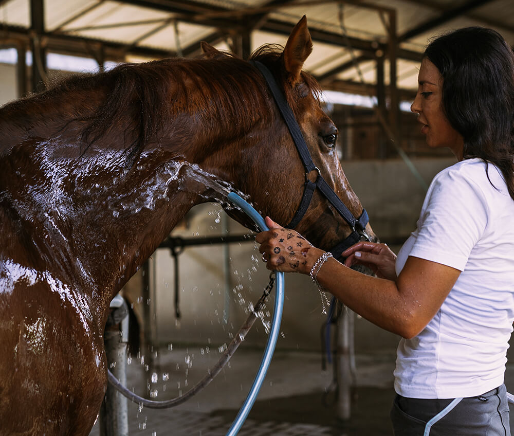 Une femme lave un cheval au jet d'eau.