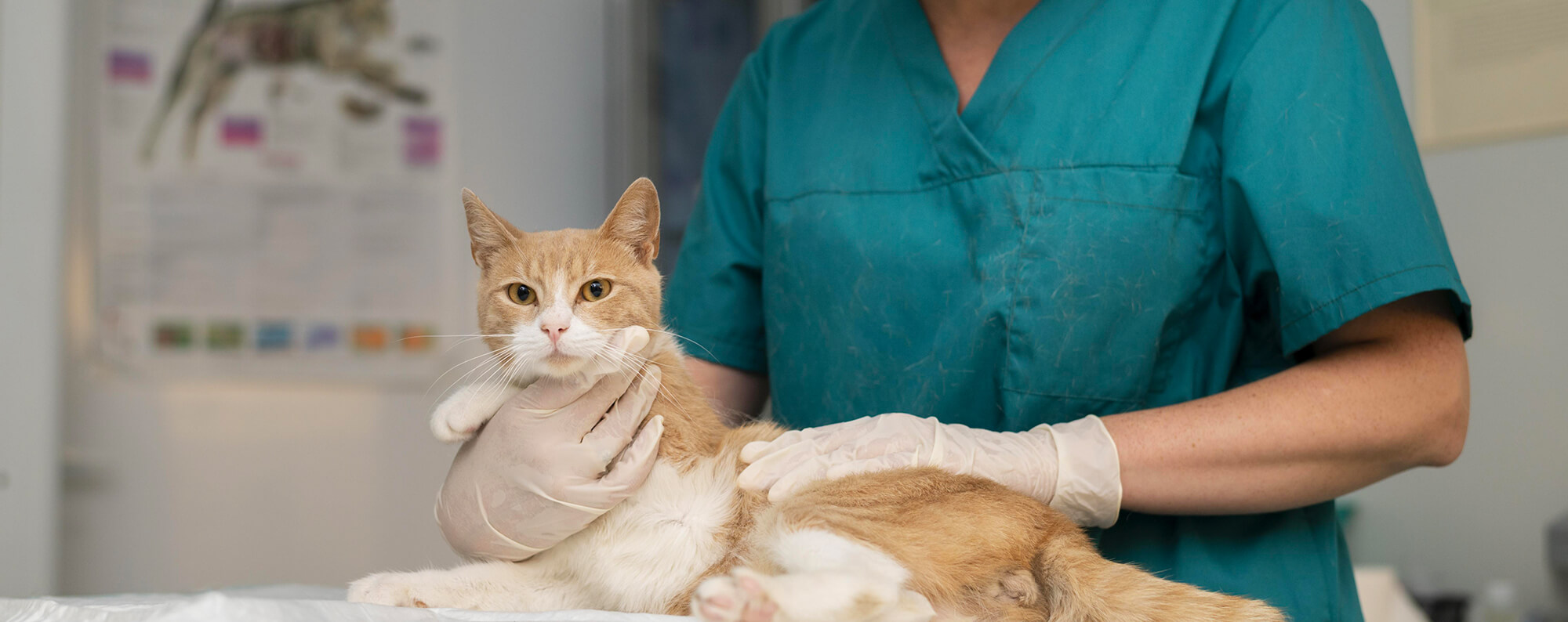 Photo d'un chat dans les mains d'une vétérinaire en blouse bleu. Elle porte des gants.